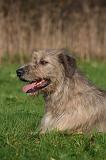 IRISH WOLFHOUND 418